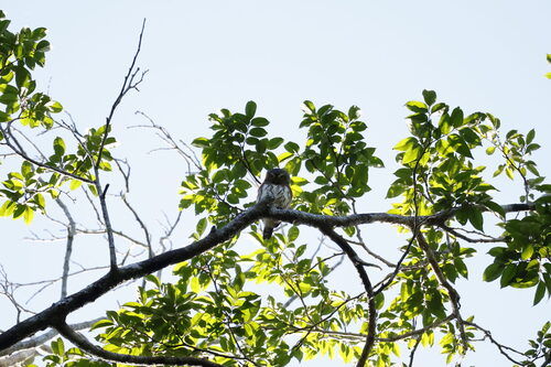 Least Pygmy-Owl