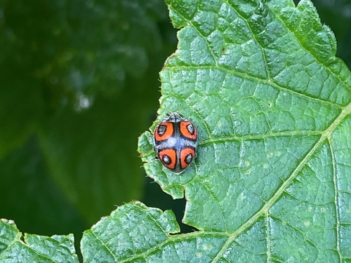 Chnootriba quadrioculata