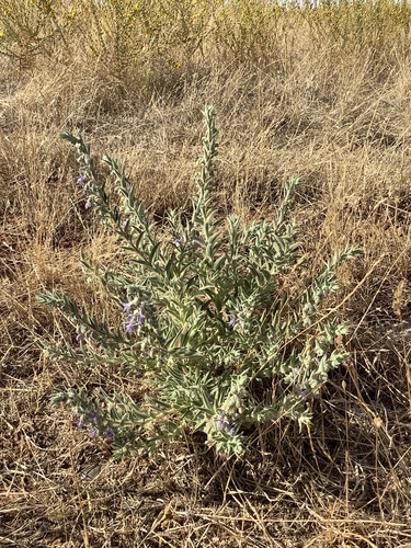 iNaturalist observation photo of Vinegar Weed