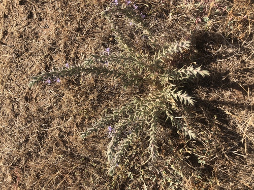 iNaturalist observation photo of Vinegar Weed