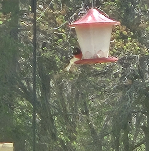 Rose-breasted Grosbeak