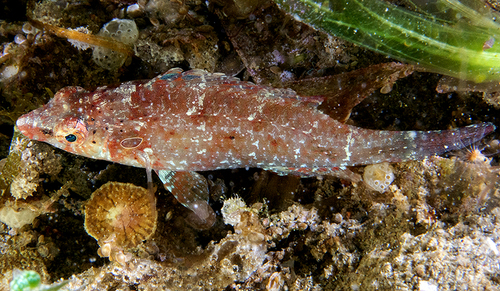 Pteragogus clarkae