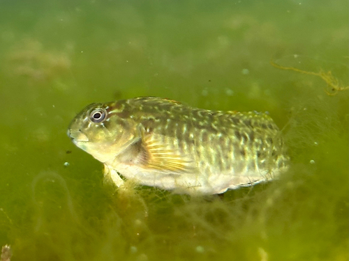 Rock-pool Blenny