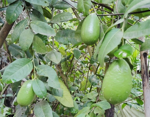 ada jamir (Citrus assamensis)