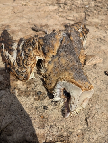 Western Barn Owl