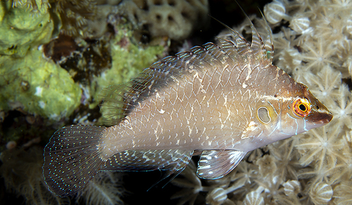 Pteragogus cryptus