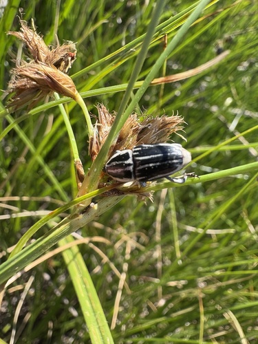 iNaturalist observation photo of Clay-colored Billbug