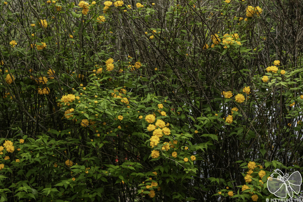 Corchorus