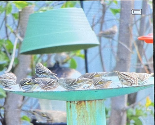 Pine Siskin