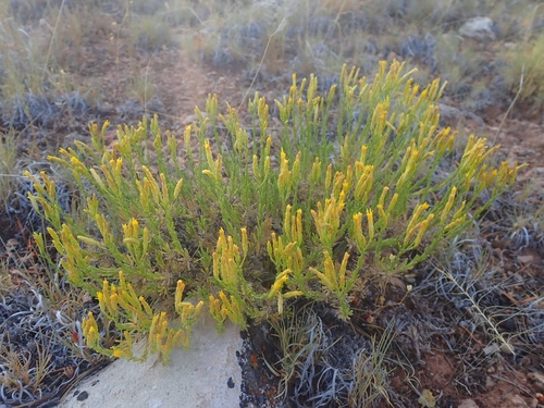 Arizona rabbitbrush (Chrysothamnus molestus)