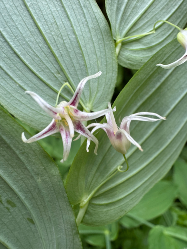 white twisted-stalk