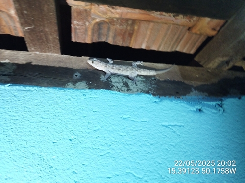 Brazilian Gecko