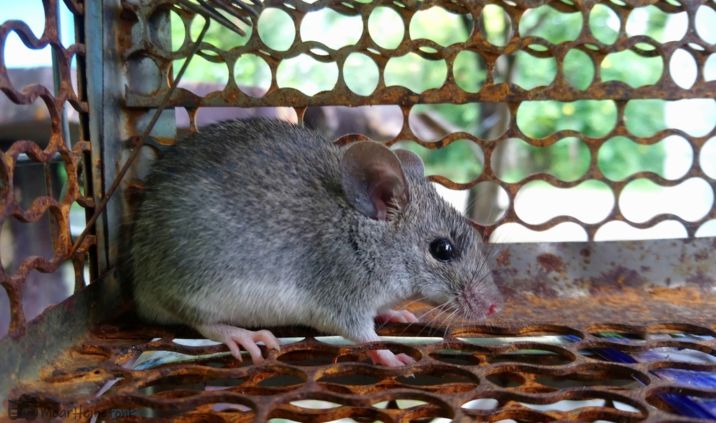 Cook's Mouse (Mus cookii)