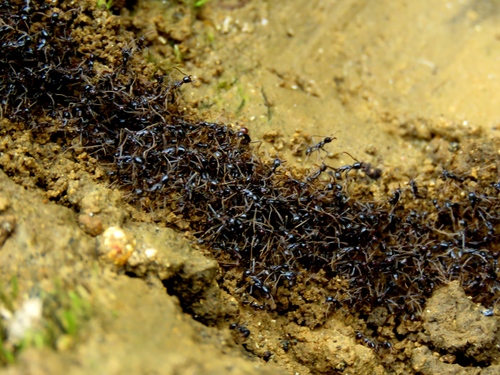 Labidus praedator | Native Nature