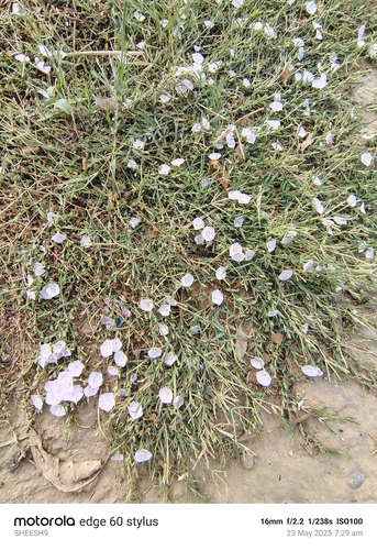 Prostrate Bindweed