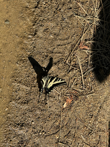 iNaturalist observation photo of Pale Swallowtail