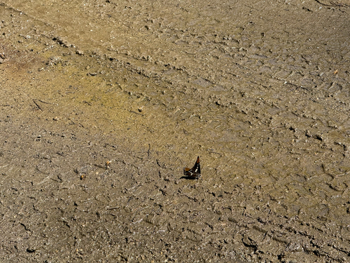 iNaturalist observation photo of California Sister