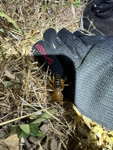 iNaturalist observation photo of North American Jerusalem Crickets