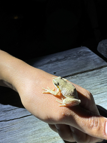 iNaturalist observation photo of Pacific chorus frog