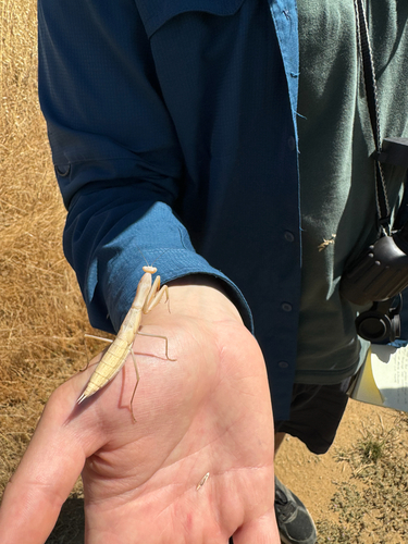 iNaturalist observation photo of European Mantis
