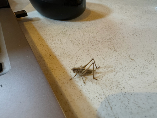 iNaturalist observation photo of Brown-spotted Bush-cricket