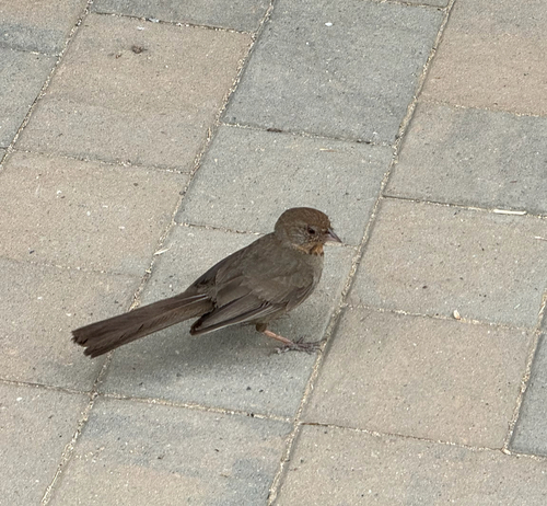 iNaturalist observation photo of California Towhee