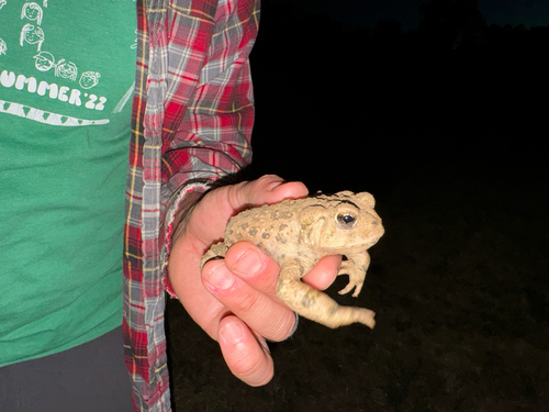 iNaturalist observation photo of Western Toad