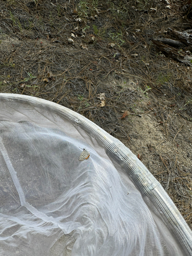 iNaturalist observation photo of Acmon Blue