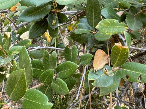 iNaturalist observation photo of Golden Hairstreak