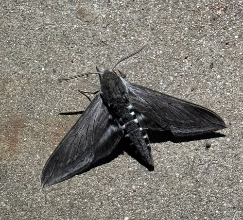 iNaturalist observation photo of Elegant Sphinx