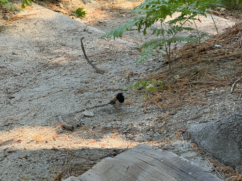 iNaturalist observation photo of Dark-eyed Junco