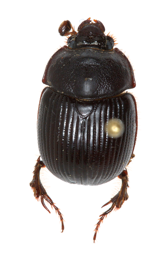 iNaturalist observation photo of Stout Earth-boring Scarab Beetle