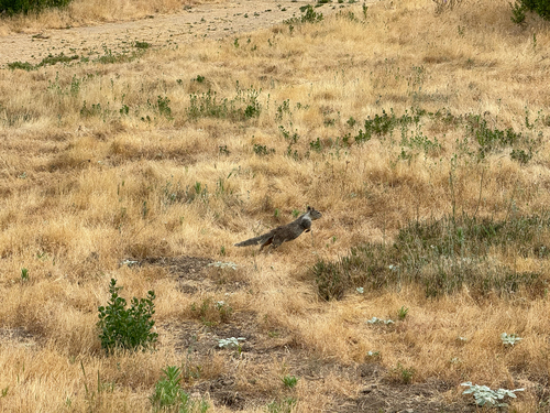 iNaturalist observation photo of California Ground Squirrel