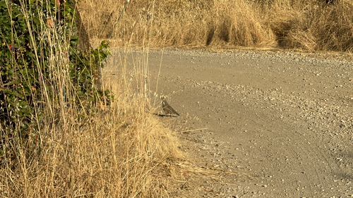 iNaturalist observation photo of California Quail