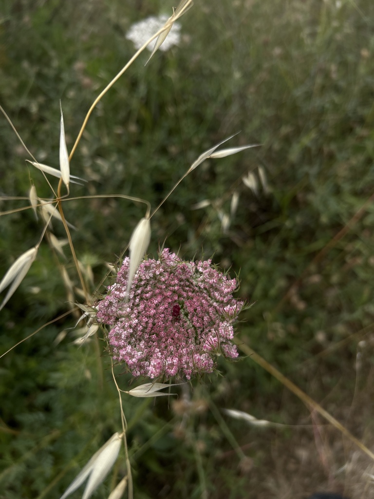 Daucus carota