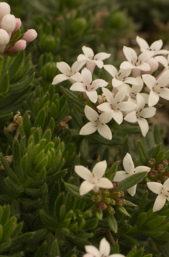 Asperula hirta