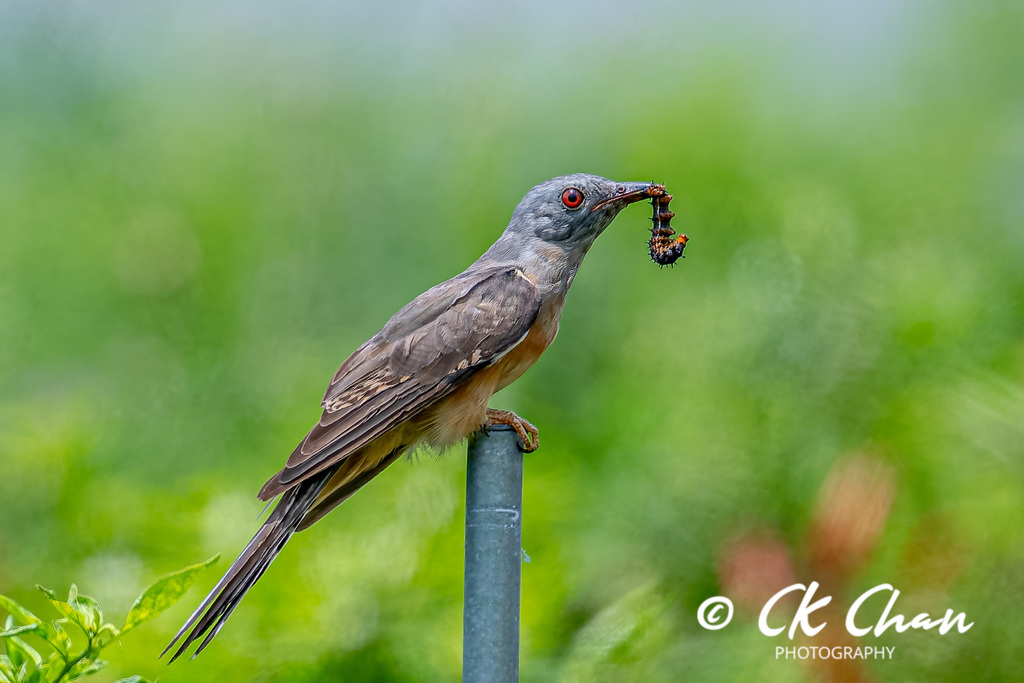 Plaintive Cuckoo photo