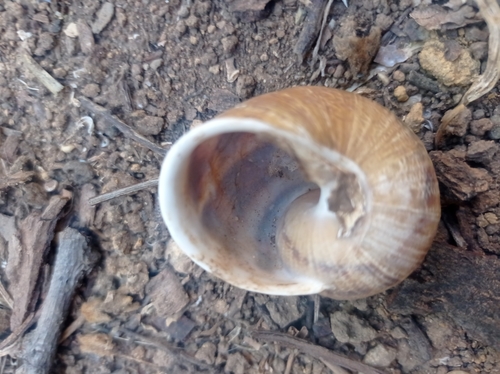 Garden Snail