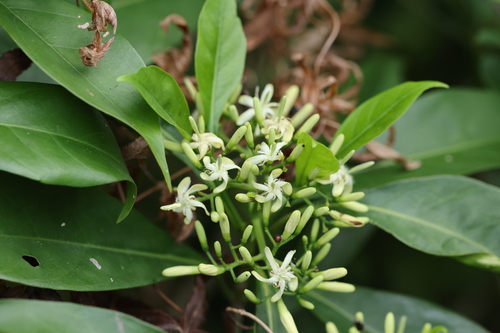 Tarenna attenuata