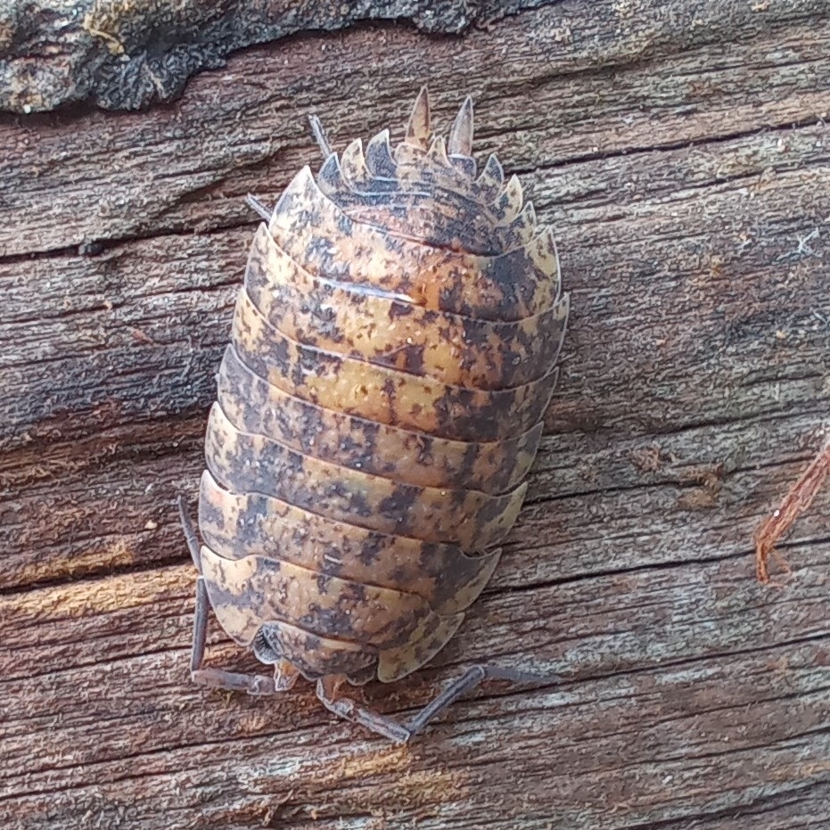 Common Rough Woodlouse