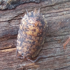 Common Rough Woodlouse