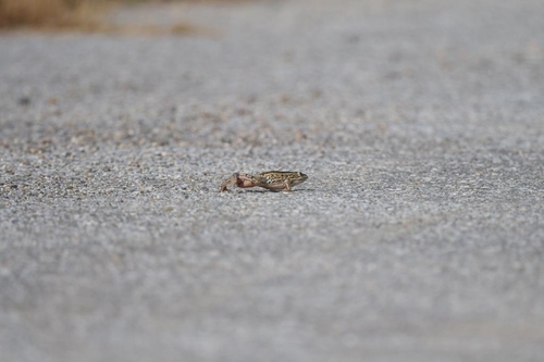 Black-spotted Frog