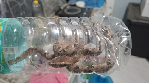 Malayan Pit Viper