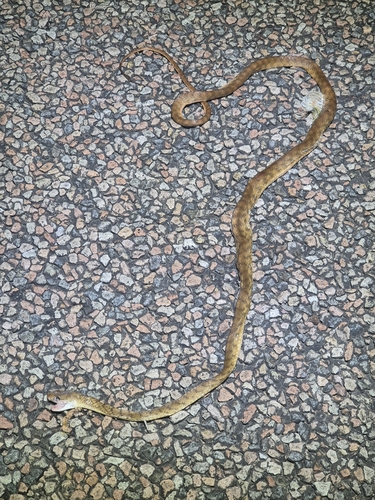 Brown Tree Snake sighting