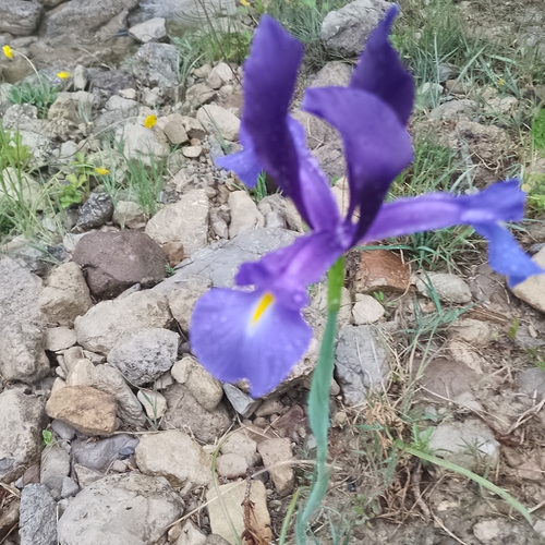 Avistamiento Iris azul de las marismas (Iris xiphium)