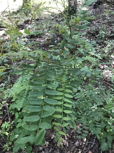 Napa False Indigo foliage