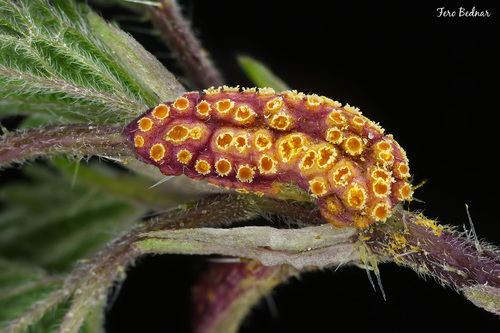 Puccinia urticata