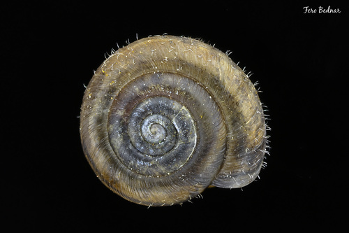 Trochulus hispidus