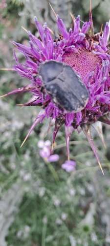 Aethiessa floralis