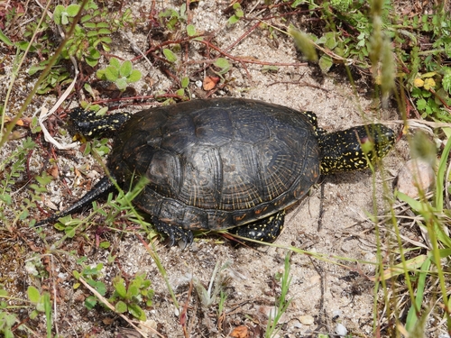 Emys orbicularis